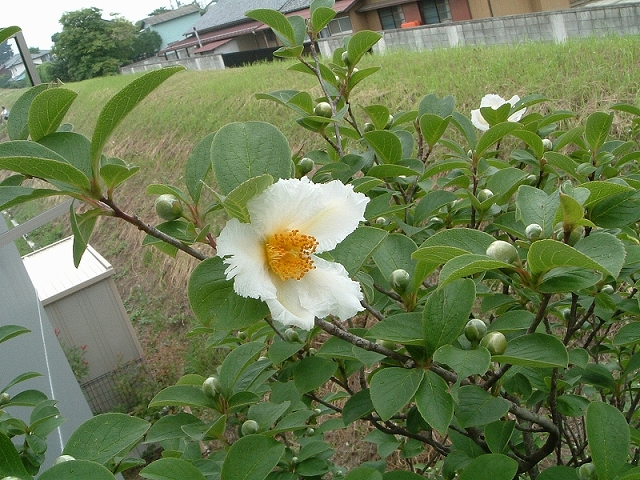 風の透る家、完成010